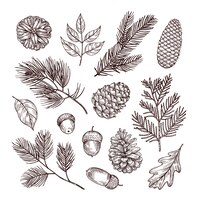 Vector sketch fir branches. acorns and pine cones. christmas winter and autumn forest elements. hand drawn vintage isolated set