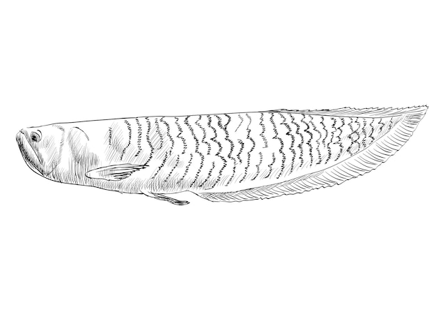 Vector sketch of a fish