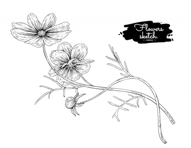 Vector sketch floral botany collection, cosmos flower drawings.