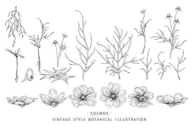 꽃 식물학 컬렉션 스케치