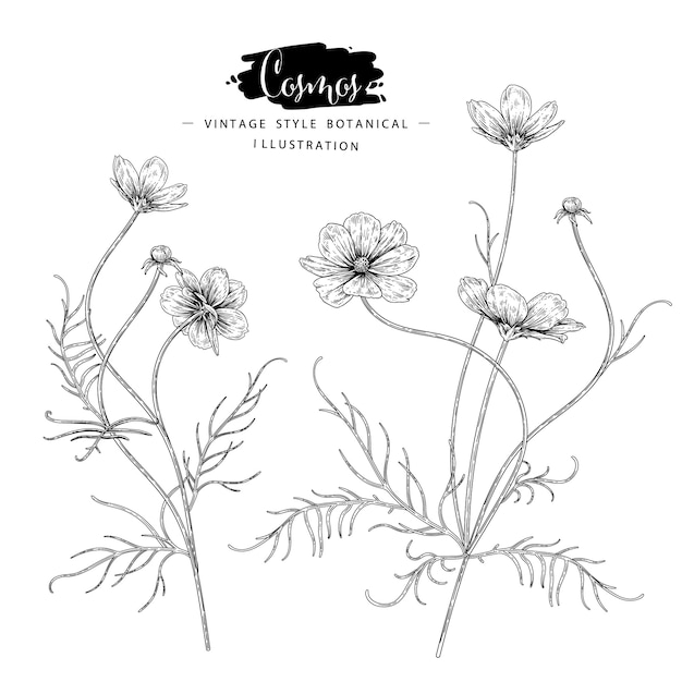 Sketch floral botany collection