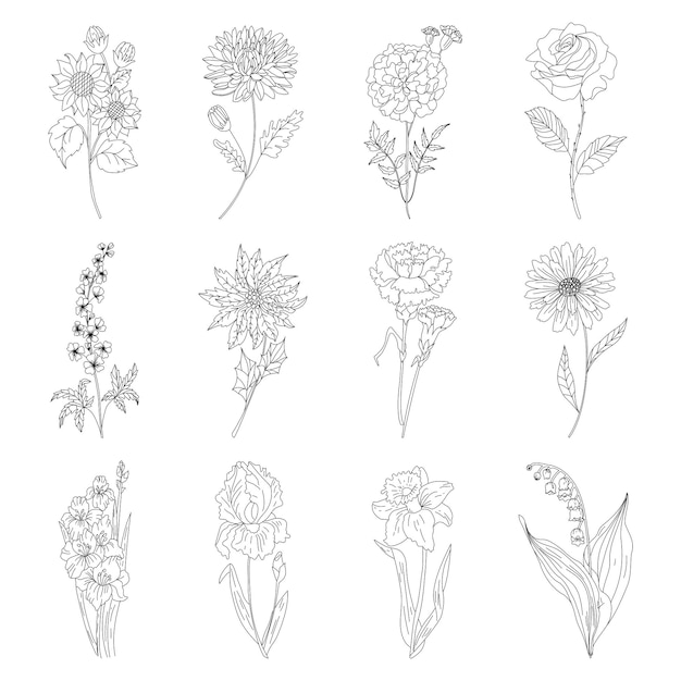 스케치 꽃 식물학 세트 다양한 꽃과 잎 그림 흰색 배경에 라인 아트가 있는 흑백 손으로 그린 그림