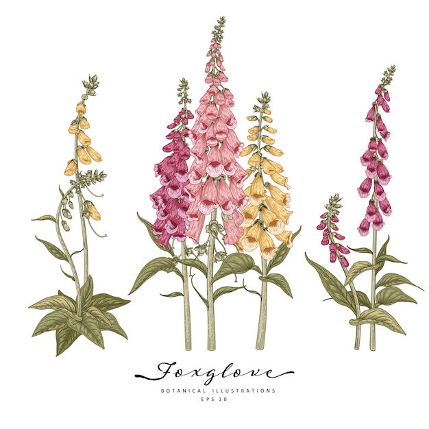 Sketch set decorativo floreale. disegni di fiori rosa, viola e gialli di foxglove.