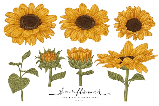 Sketch set decorativo floreale. disegni di girasole. linea arte altamente dettagliata isolata su sfondi bianchi. illustrazioni botaniche disegnate a mano. elementi .