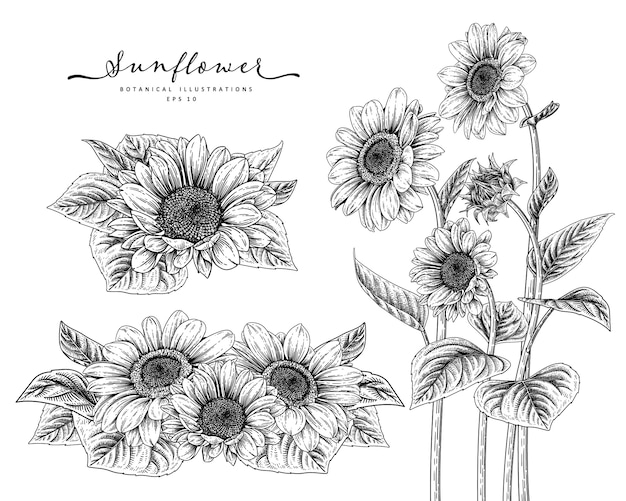 Vector sketch floral decorative set. sunflower drawings.