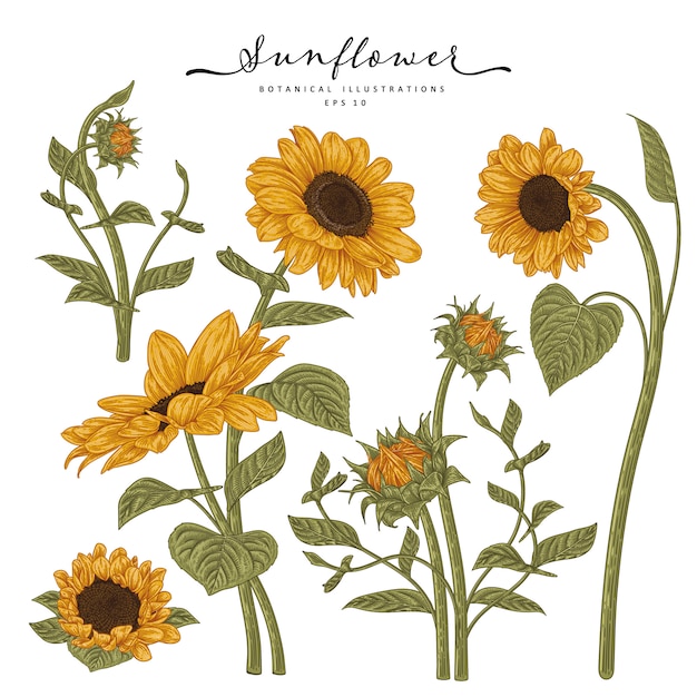 Sketch Floral decorative set. Sunflower drawings.