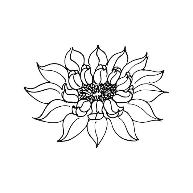 Sketch floral decorative water lily flower drawings black line art isolated on white backgrounds hand drawn botanical illustrations elements vector