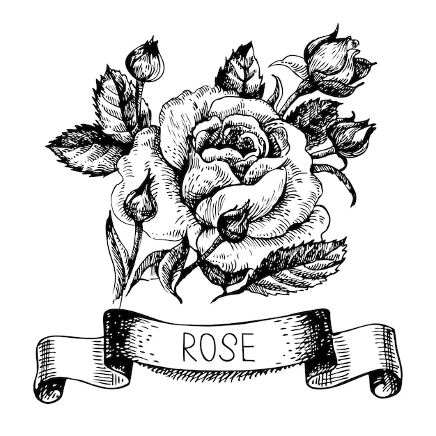 Sketch floral rose banner with ribbon. hand drawn illustration