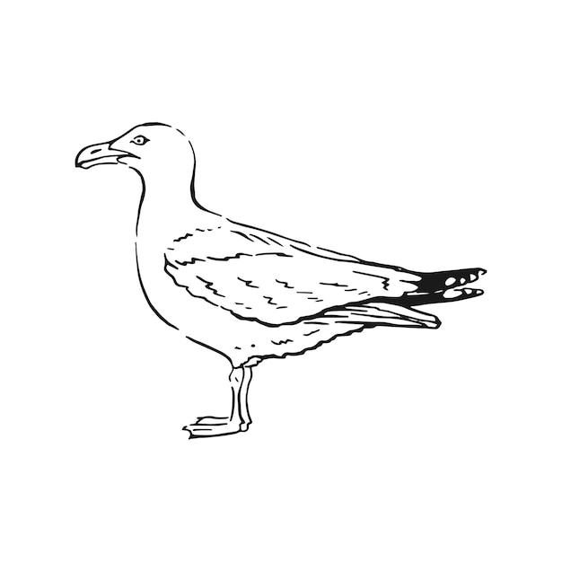 Vector sketch of flying seagulls. hand drawn illustration converted to vector. line art style isolated on white background.