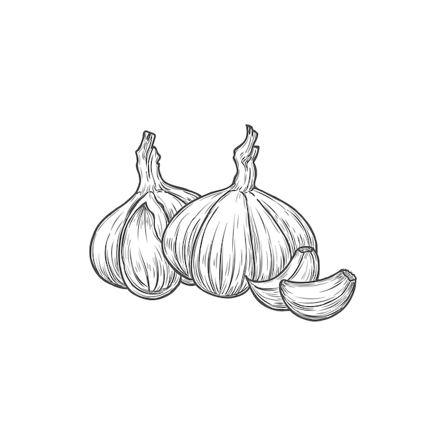 Vector sketch garlic vegetable natural vector plant