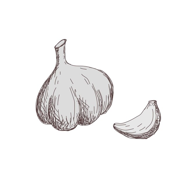sketch of garlic vintage banner vegetables vegetarian food harvest