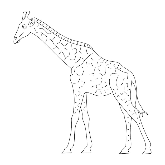 Vector sketch of giraffe hand drawn vector illustration