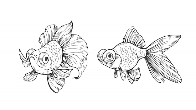 Sketch of gold fish. Outline with transparent background. Hand drawn illustration 