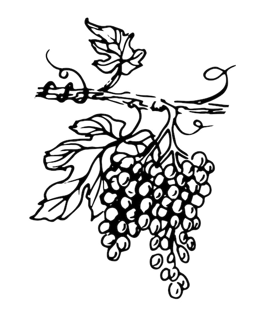 Sketch of Grape Bunch Hand drawn vector illustration of Vine for Wine label Vintage drawing