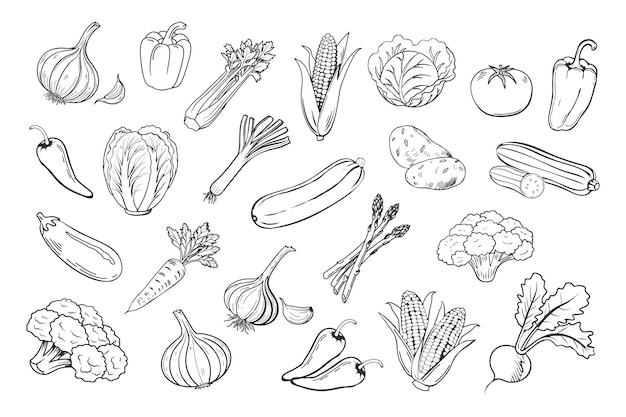 Sketch groenten iconen set Collectie van met de hand getekende boerenproducten voor restaurant menu markt label