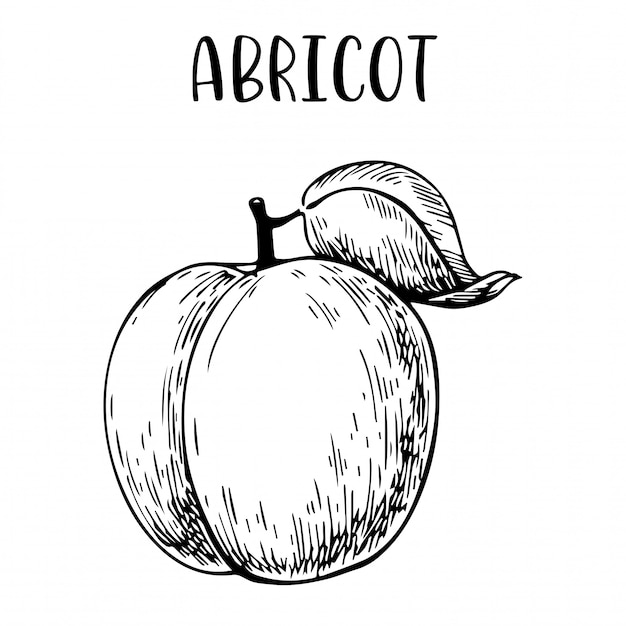 Vector sketch hand drawn apricot