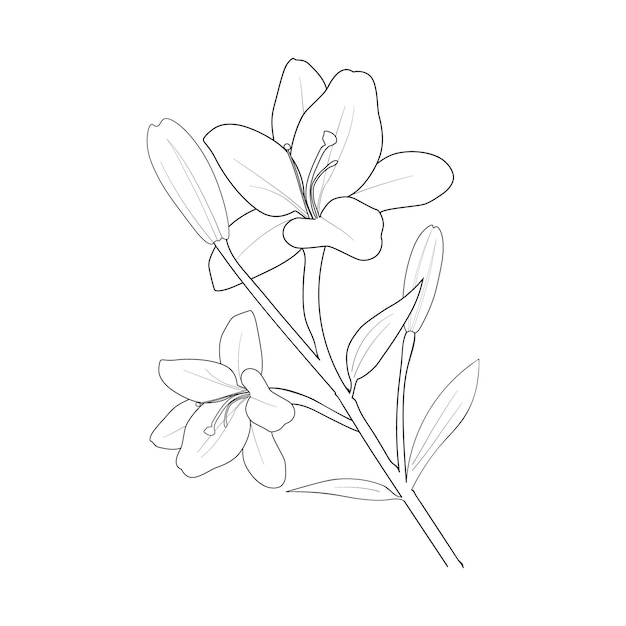 Sketch of hand drawn lily flower coloring page and book vector illustration summer collection.