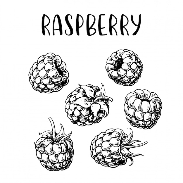 Sketch hand drawn raspberry