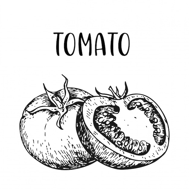 Vector sketch hand drawn tomato