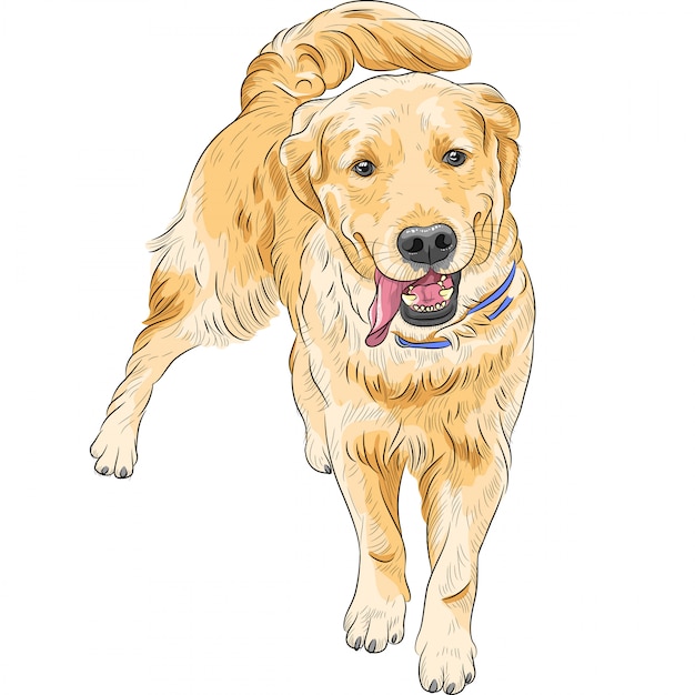 Vector sketch happy dog breed labrador retriever smiling