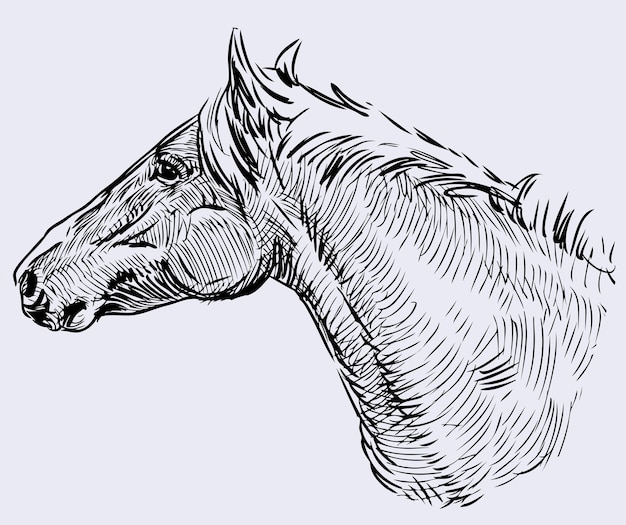 Sketch of head of farm horse