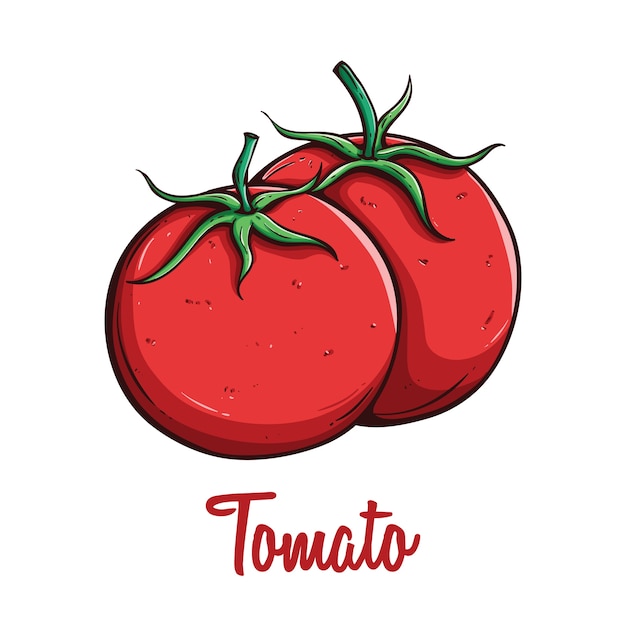 sketch of healthy tomato organic vegetable food with text