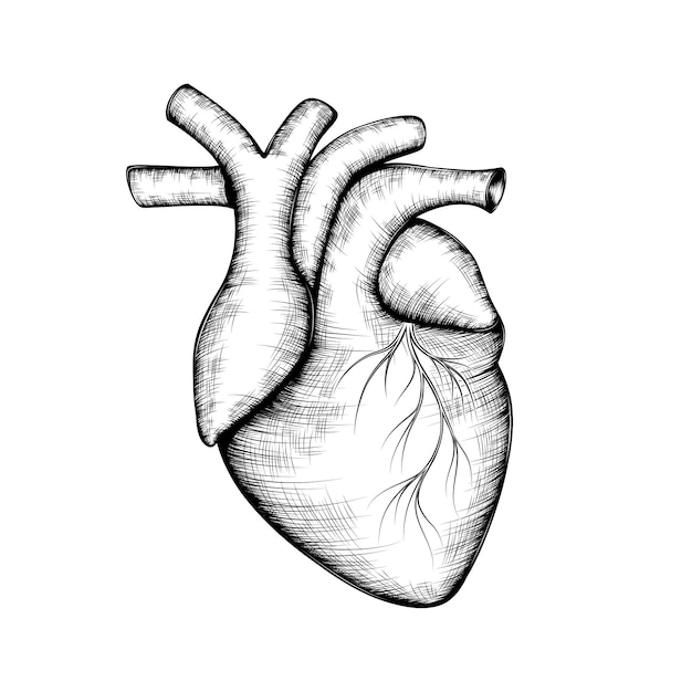 Sketch of a human heart.