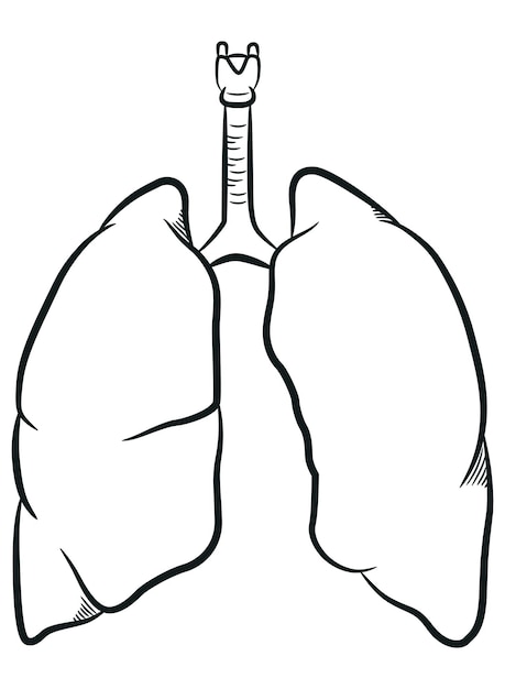 Vettore schizzo dell'organo respiratorio interno dei polmoni umani