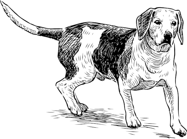 Sketch of a hunting dog