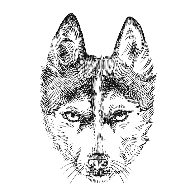 Vector sketch of husky