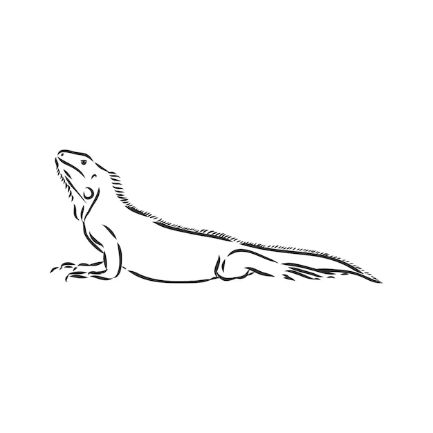 Sketch of iguana. Hand drawn illustration converted to vector. iguana vector sketch illustration