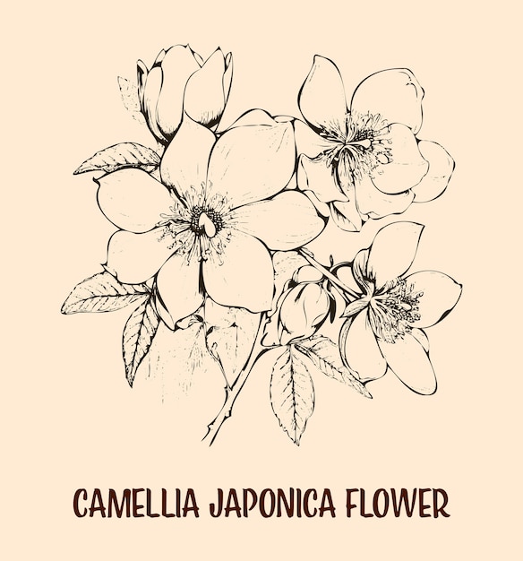 Vettore disegno illustrativo di un fiore di camellia japonica disegnato