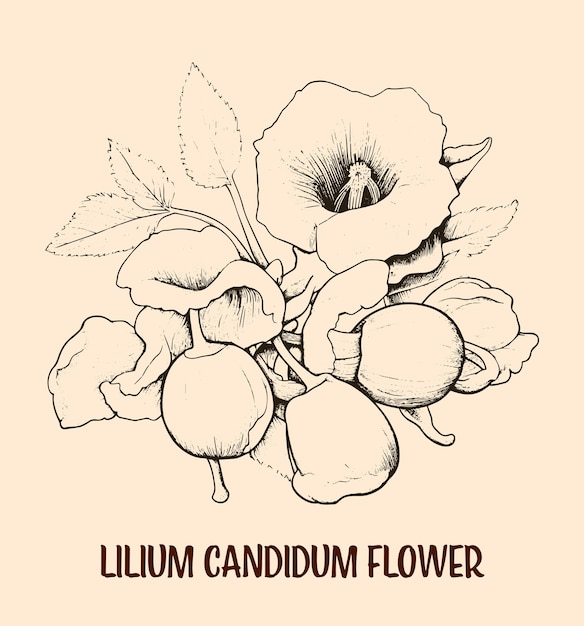 Vector sketch illustration of a drawn lilium candidum flower