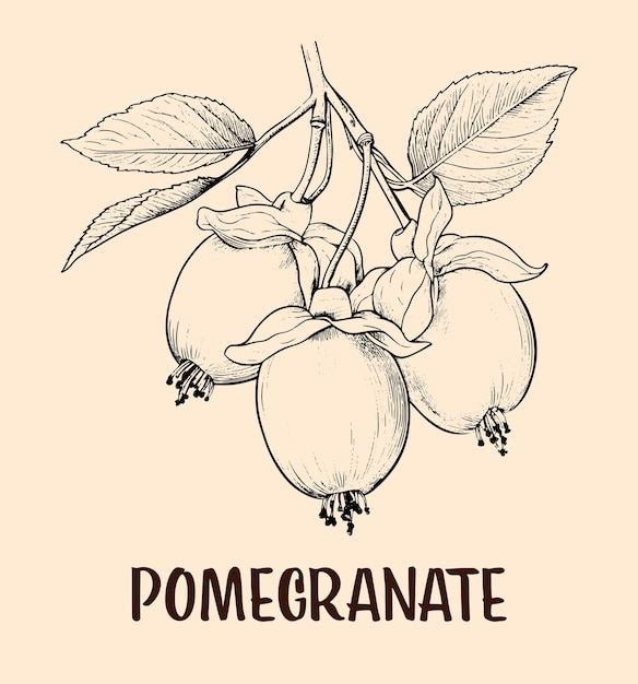 Vector sketch illustration of a drawn pomegranate