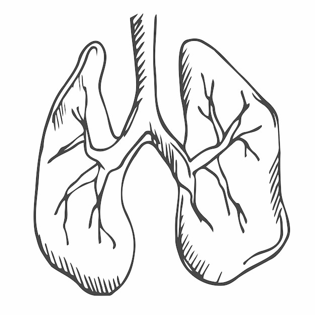 Sketch illustration of lungs. Hand drawn vector of respiratory system. Black outline doodle element