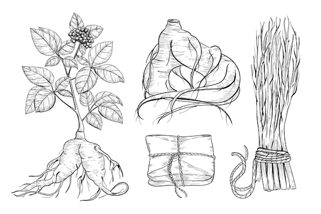 Эскиз иллюстрации чертежа медицинского растения женьшеня panax