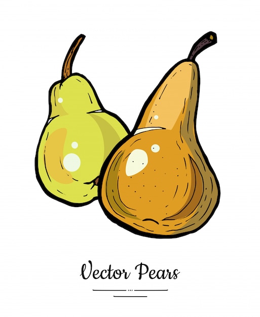 Sketch illustration of pear fruit