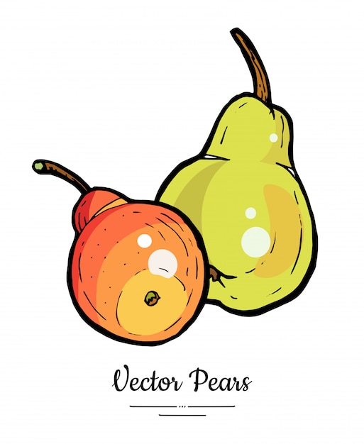 Sketch illustration of pear fruit