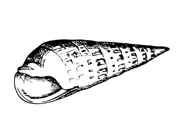 조개 껍질의 스케치 그림 조개 손으로 그리는 클립 아트 자연 바다 수중 수중 벡터