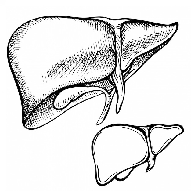 Schizzo inchiostro fegato umano, disegnato a mano, stile doodle, illustrazione anatomica incisa.