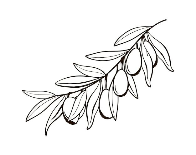 ベリーと孤立したオリーブの枝のスケッチイタリアのシンボルの黒と白の図面