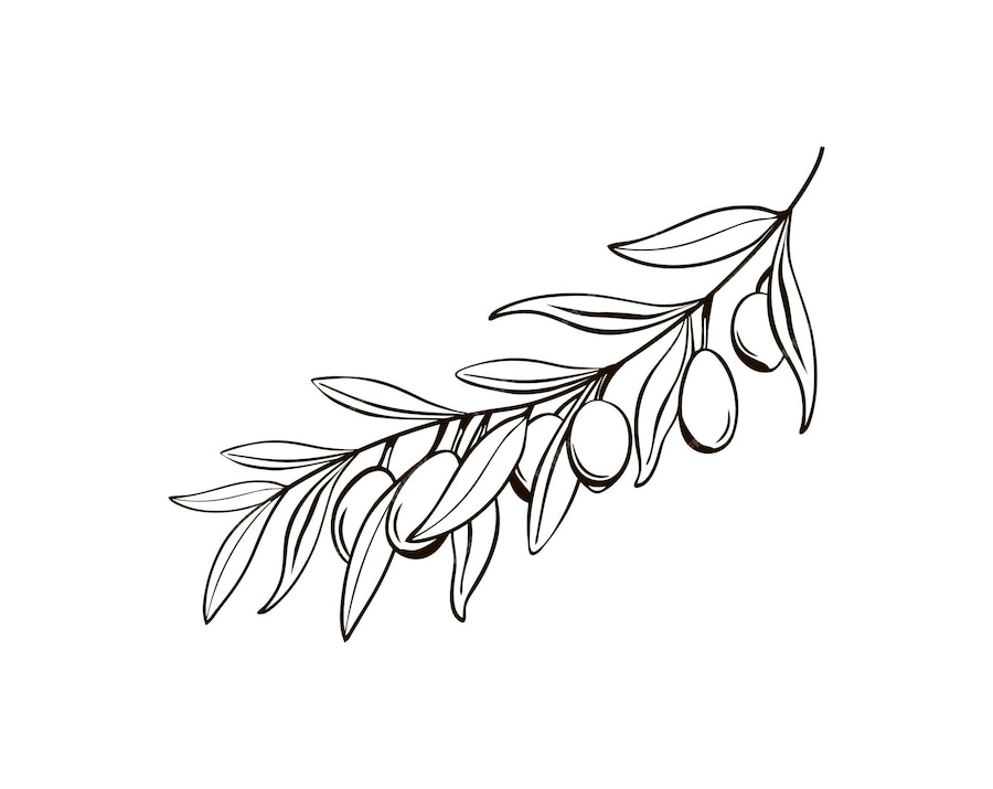 Premium Vector | Sketch of isolated olive branches with berries black ...