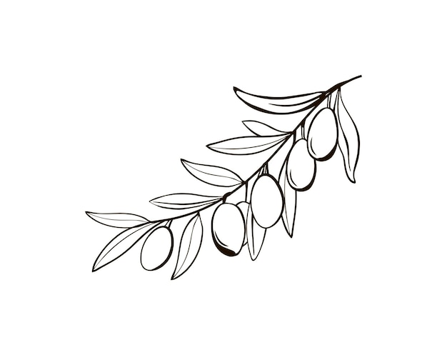 Sketch of isolated olive branches with berries Black and white drawing of the symbol of Italy