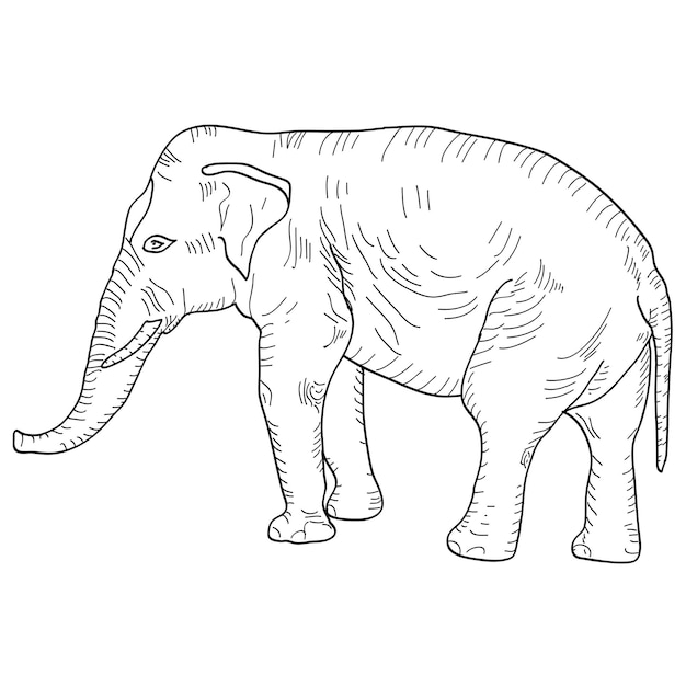 Vettore disegna un grande elefante africano su sfondo bianco illustrazione vettoriale