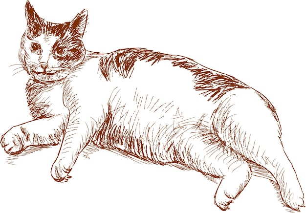 Sketch of a lazy cat