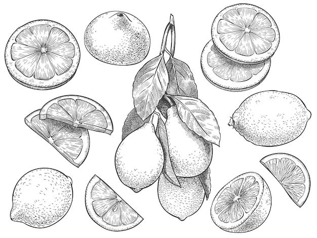 Sketch lemon. Hand drawn sliced lemons, citrus fruit with leaves and half lemon illustration set.