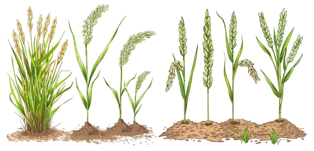 Vector sketch life stages of farm cereal hand drawn spikelets in soil