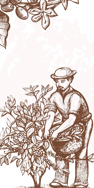 Sketch man cultivating plants farmer inspecting coffee tree agriculture worker plantation