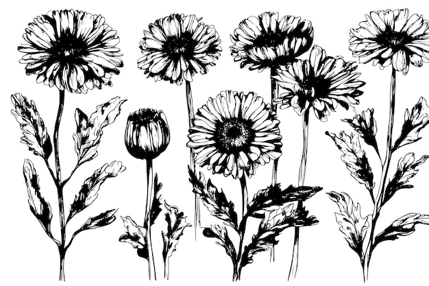 Sketch marigold calendula detailed drawing ink black and white string sketch vector vector