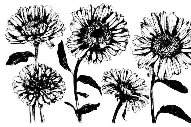 Vector sketch marigold flower draw vintage style black and white art isolated on white background vector